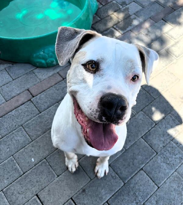 MAMBO BELLISSIMO PIT Foto 5